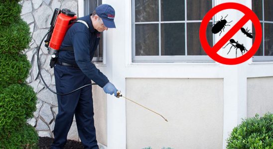 Gültepe Karınca İlaçlama böcek ilaçlama ve haşere kontrolü — ilaclama-tr.com